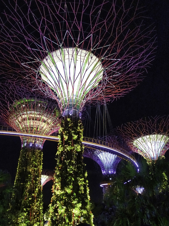 Harbour Trees
